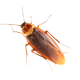 pest thumb