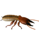 pest thumb
