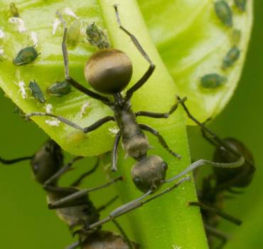 Integrated Pest Management