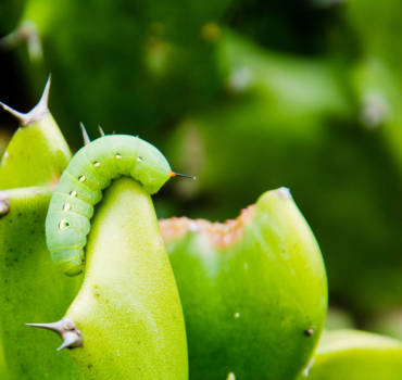 Termite Management Solution